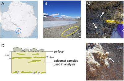 Antarctic Relic Microbial Mat Community Revealed by Metagenomics and Metatranscriptomics